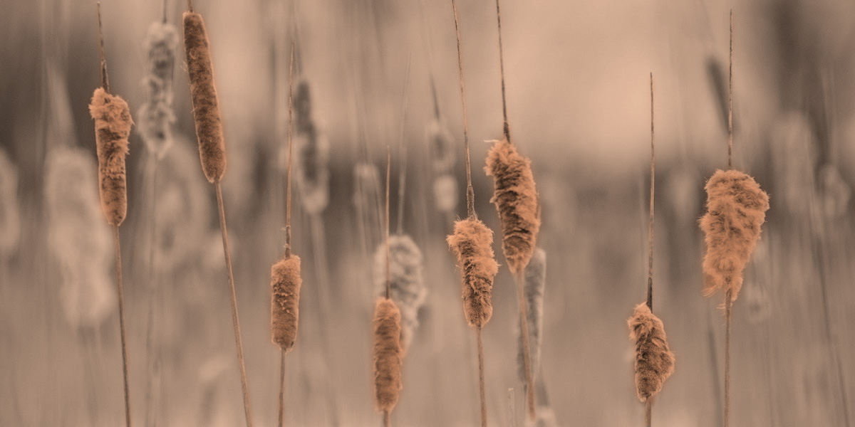 <span id="hs_cos_wrapper_name" class="hs_cos_wrapper hs_cos_wrapper_meta_field hs_cos_wrapper_type_text" style="" data-hs-cos-general-type="meta_field" data-hs-cos-type="text" >How to turn your Contract Management System requirements specification into an RFP</span>